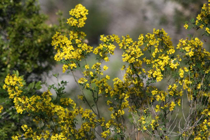 Coronilla sp. Nord Grecia